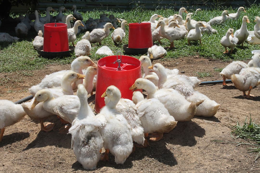 Bespoke Farm Harvesting I