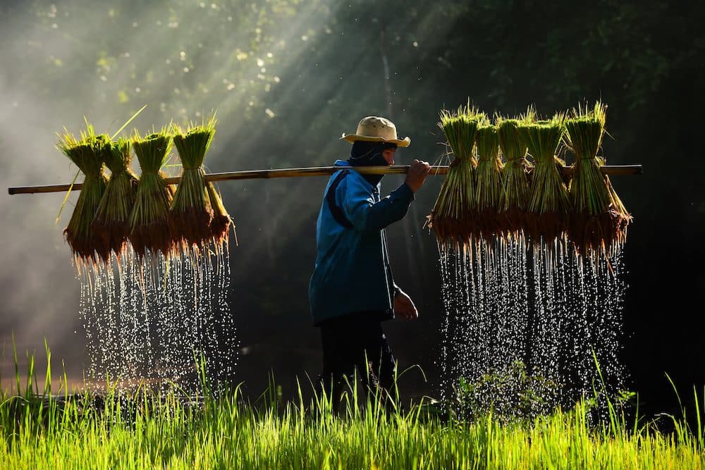 Bespoke Farm Harvesting II